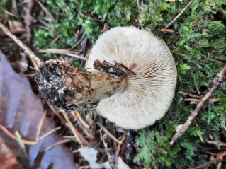 Lactarius necator