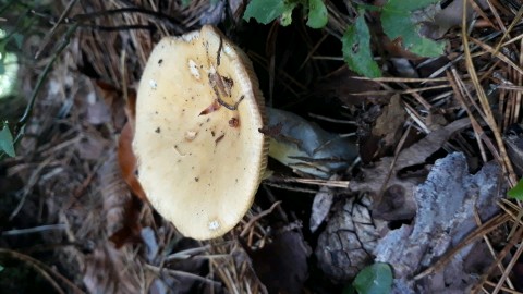 Russula ochroleuca