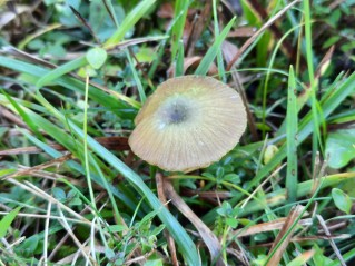 Entoloma incanum