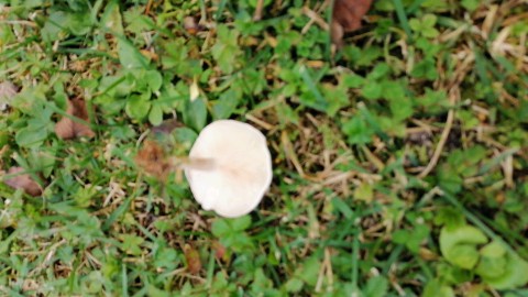 Clitocybe dealbata