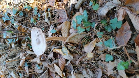 Amanita vaginata