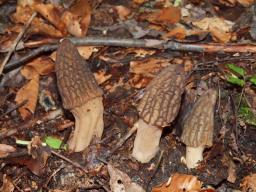 Morchella elata