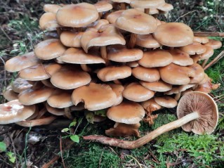 Pholiota pinicola