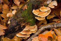 Trametes ochracea