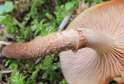 Kuehneromyces mutabilis