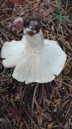 Russula delica