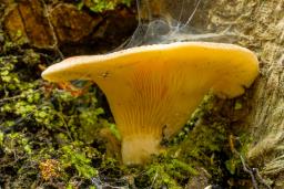 Hohenbuehelia petalodes