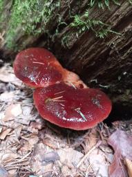 Fistulina hepatica