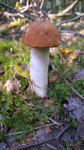 Leccinum rufum