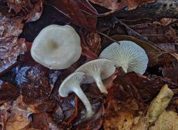 Clitocybe phaeophthalma