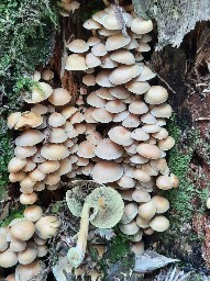 Hypholoma fasciculare var. pusillum