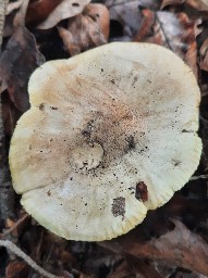 Tricholoma equestre