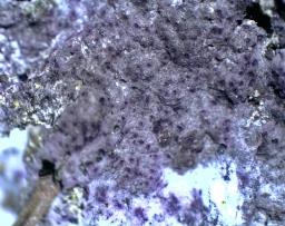 Nectriopsis violacea