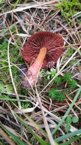 Cortinarius purpureus