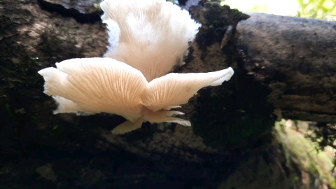 Pleurotus pulmonarius