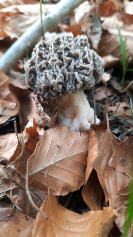 Morchella vulgaris