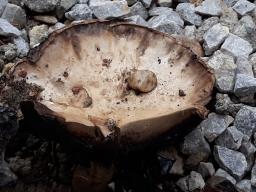 Agaricus bitorquis