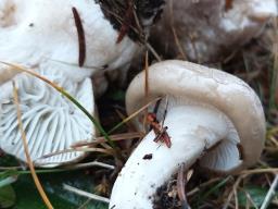 Hygrophorus agathosmus