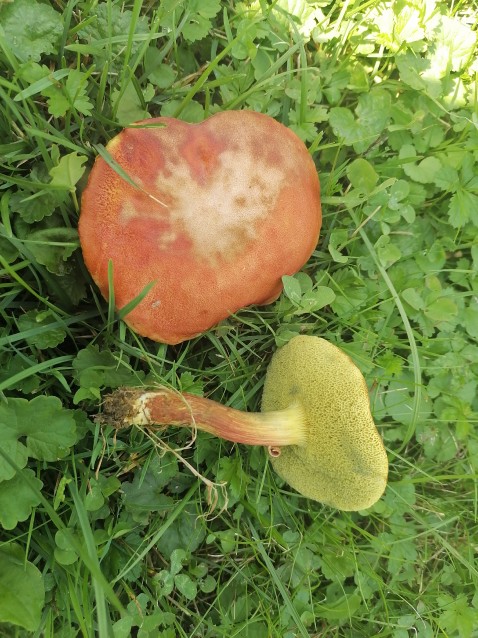 Rheubarbariboletus armeniacus