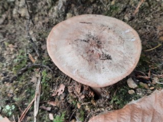 Tricholoma acerbum