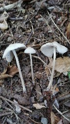 Mycena galericulata