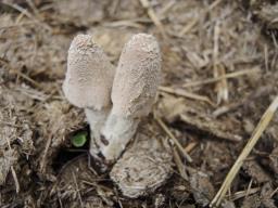 Coprinopsis pseudonivea