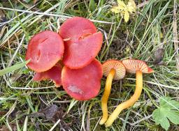Hygrocybe coccinea