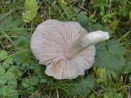 Entoloma ochreoprunuloides