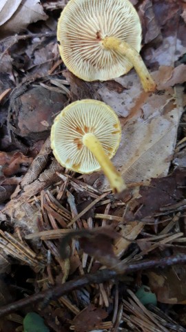 Pholiota tuberculosa