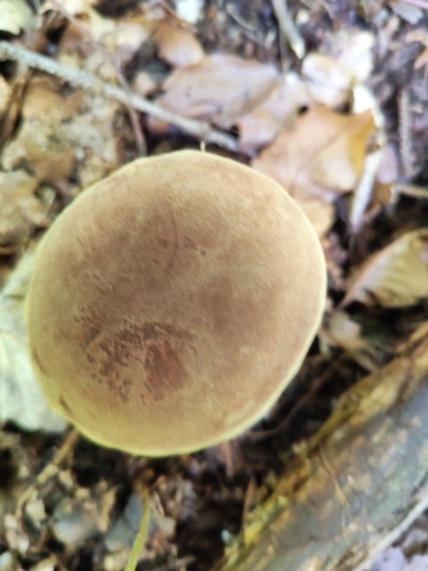 Xerocomus subtomentosus