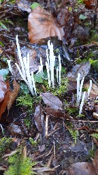 Clavaria fragilis