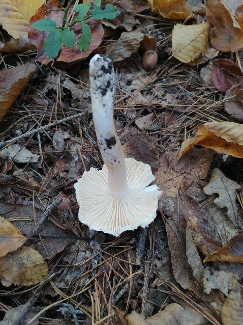 Hygrophorus nemoreus