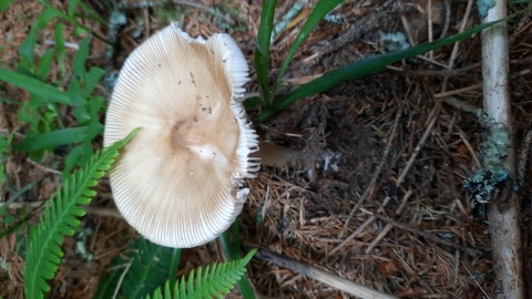 Amanita submembranacea