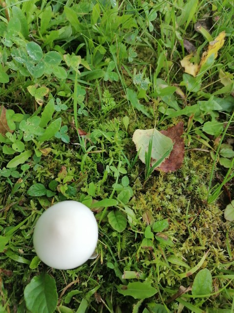 Amanita vaginata