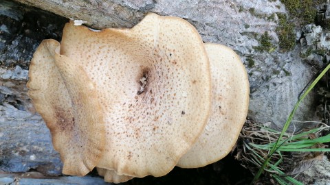 Pholiota squarrosa