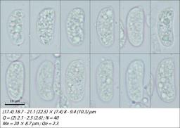 Heteroradulum kmetii