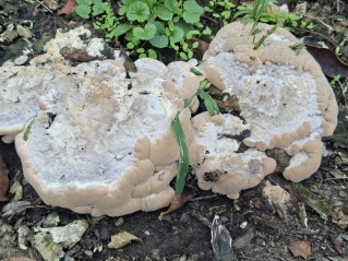 Vanderbylia fraxinea