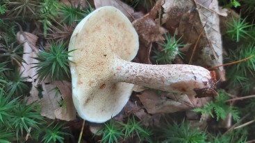 Suillus placidus