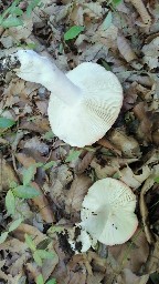 Russula grata