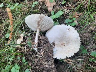 Melanoleuca verrucipes