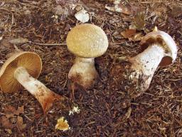 Cortinarius traganus