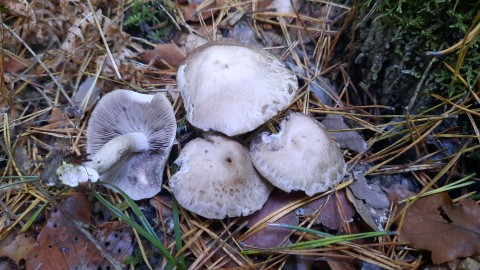 Psathyrella cotonea