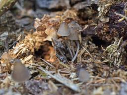Mycena silvae-nigrae