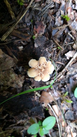 Polyporus