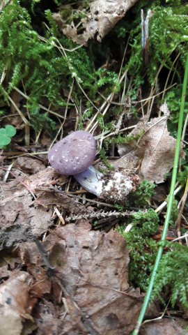 Calocybe ionides