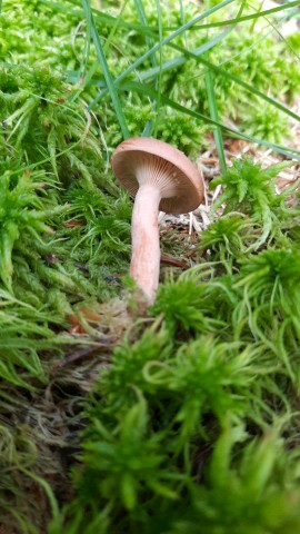 Lactarius rufus