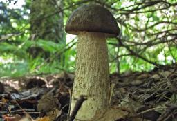Leccinum melaneum