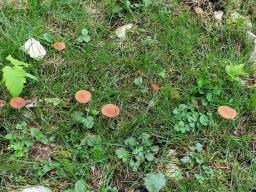 Agrocybe arvalis