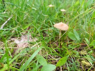 Marasmius oreades