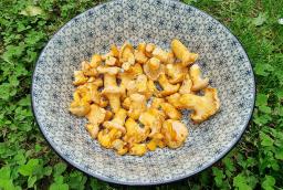 Cantharellus pallens